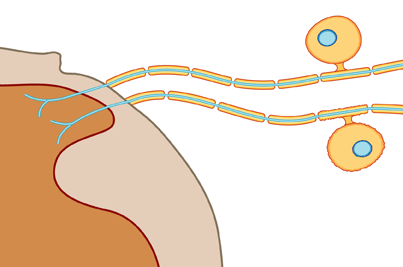 Large Image of Medical Illustration Sample