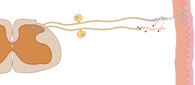 Large Image of Medical Illustration Sample