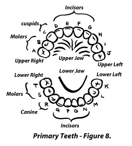 Large Image of Medical Illustration Sample