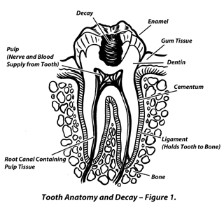Large Image of Medical Illustration Sample