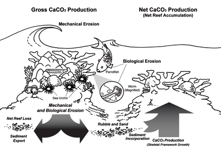 Large Image of Medical Illustration Sample