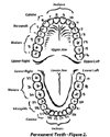 Medical Scientific Illustration Sample