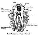 Medical Illustration